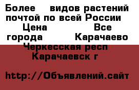 Более200 видов растений почтой по всей России › Цена ­ 100-500 - Все города  »    . Карачаево-Черкесская респ.,Карачаевск г.